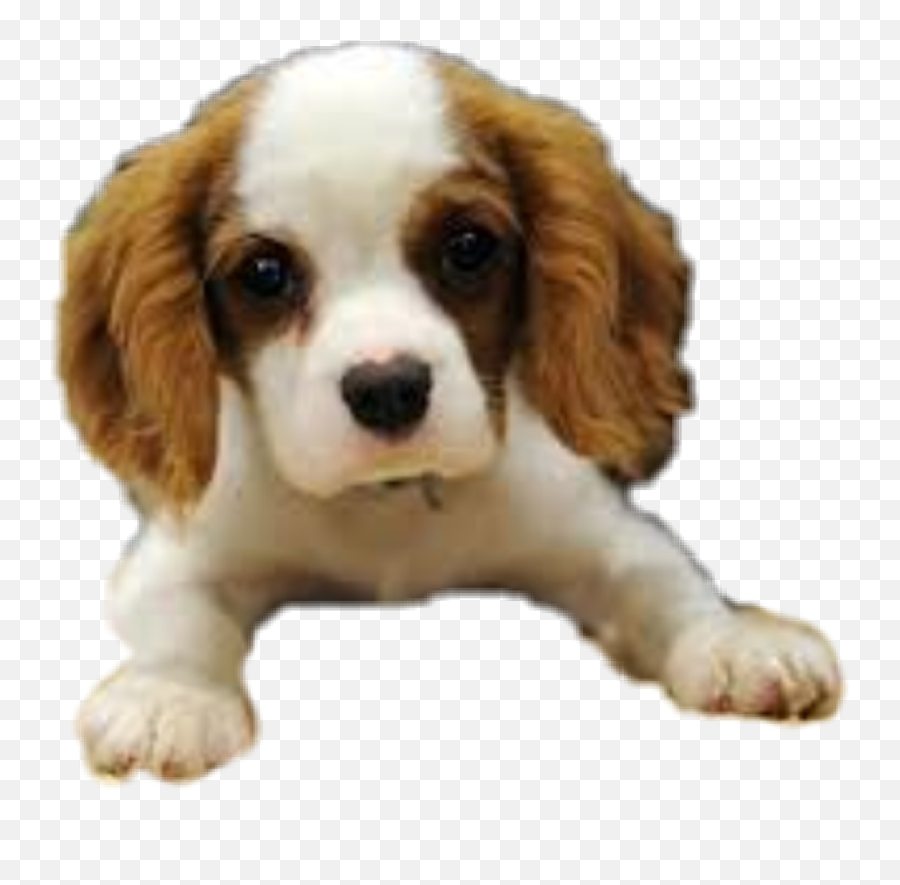 Hund Welpe Sticker - Spaniel Welpen Cocker Spaniel Emoji,Cavalier King Charles Spaniel Sticker Emoji