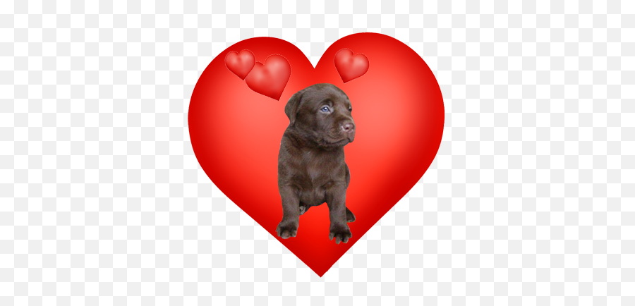 Valentines Day Hearts Valentine Graphics - Labrador Retriever Emoji,Labrador Retriever Happy Birthday Emoticon