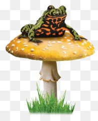 Toadal Positivity Emoji,Spadefoot Toad Emotion