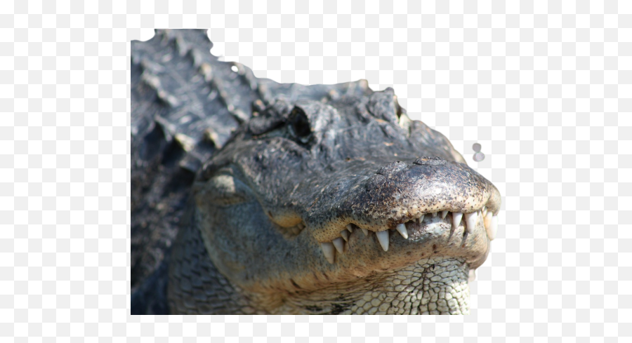 Snarling Png Images Download Snarling Png Transparent Image Emoji,Aligator Emoji