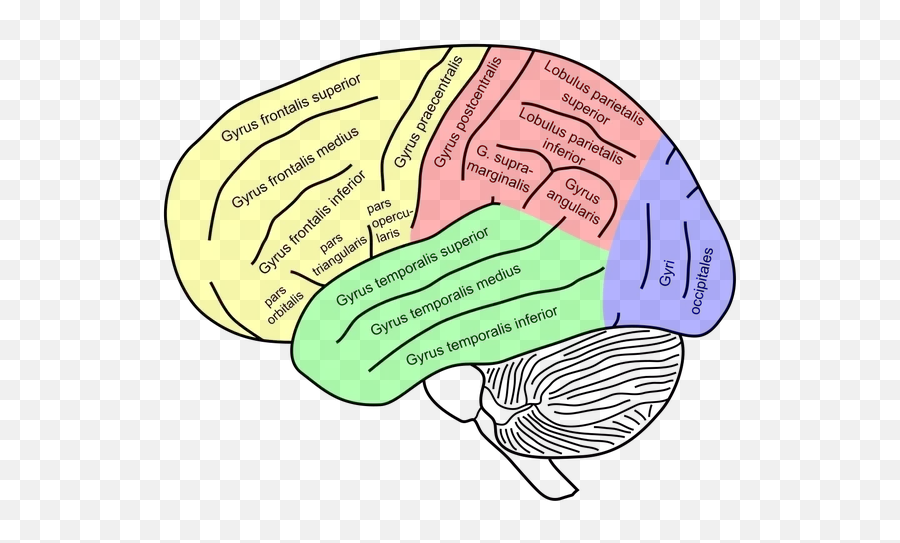 What Is The Neuroscience Behind Empathy - Quora Surcos Del Lobulo Frontal Emoji,Empathetic Emotions