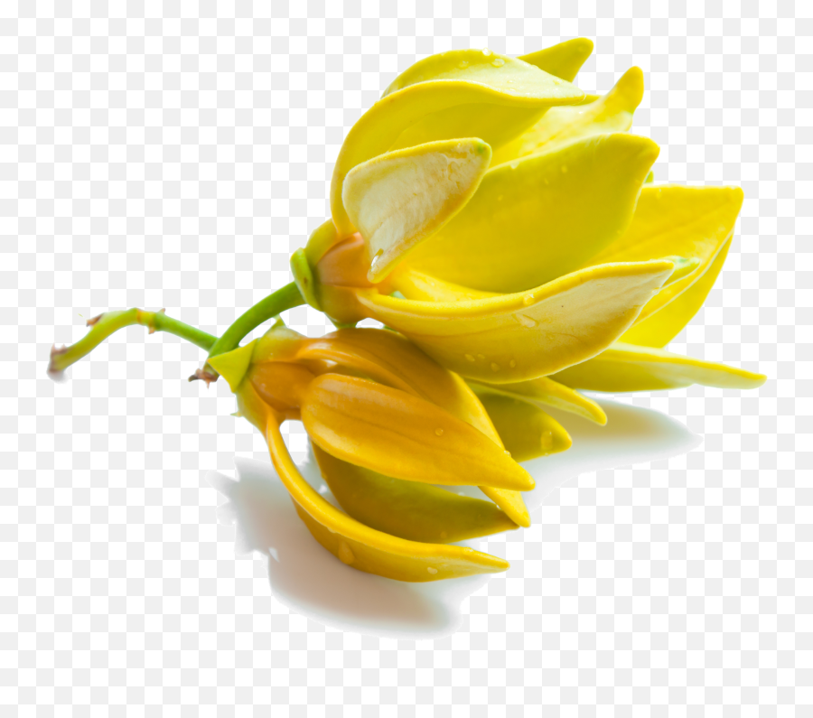 Benefits U0026 Uses Of Ylang Ylang Essential Oil - Eco Modern Transparent Ylang Ylang Flower Emoji,Essential Oils And Emotions Orangw