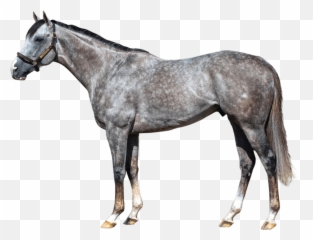 Volatile - Three Chimneys Farm Volatile Horse Emoji,Steve Wilkos Emojis