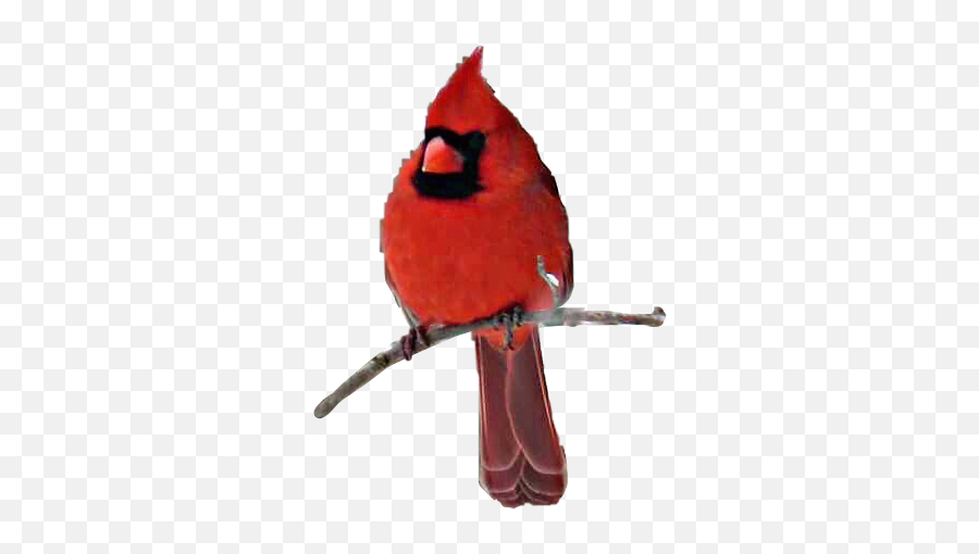 Red Bird Branch Cardinal Sticker - Northern Cardinal Emoji,Cardinal Emoji