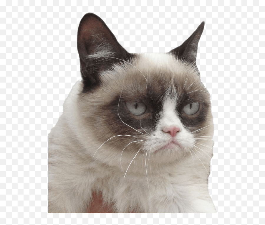 Grumpy Cat I Dare You - Grumpy Cat No Background Emoji,Siamese Kitty Emoticon