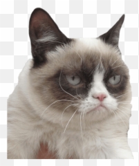 Grumpy Cat I Dare You - Grumpy Cat No Background Emoji,Siamese Kitty Emoticon