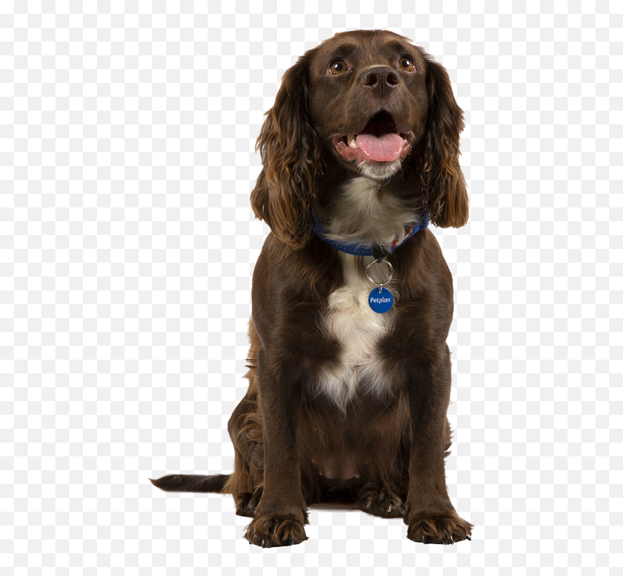 Cocker Spaniel Temperament Training Grooming Nutrition Emoji,Appeal To Emotion Examples Dogs