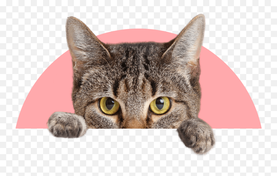 Pawp Your Safety Net For Pet Emergencies Emoji,Cat Face With Teeth Emoji