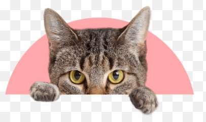 Pawp Your Safety Net For Pet Emergencies Emoji,Cat Face With Teeth Emoji