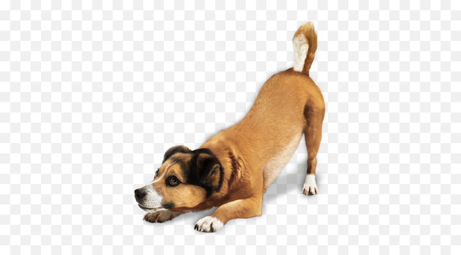 Home - Puricampo A Maior Loja De Pet Shop De Barretos E Região Dog Png Emoji,Emoticons De Cachorro