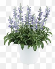Blue Ice - Skullcap Emoji,I Am A Oman Not A Princess I Have Emotions