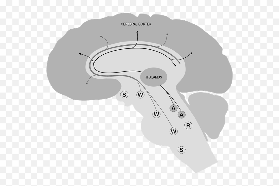 When You Wake Up Suddenly In The Middle Of The Night What - Brain Png Thalamus Emoji,Robert Platic Wheel Of Emotion