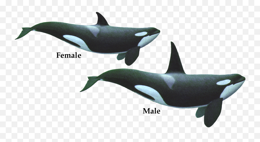 Pilot Whale - Killer Whale Emoji,Orca Emoji