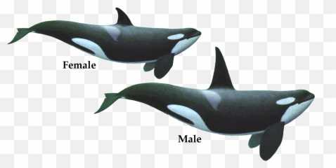 Pilot Whale - Killer Whale Emoji,Orca Emoji