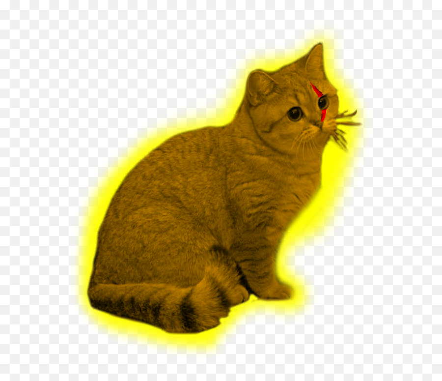 Le Wacky And Uncharacteristic Music - Domestic Cat Emoji,Grey Tabby Emojis