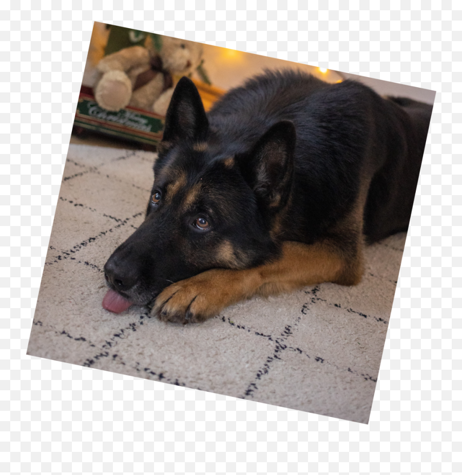 Health Home Auto Tips And - Old German Shepherd Dog Emoji,German Sheppherd Emotions Based On Ears