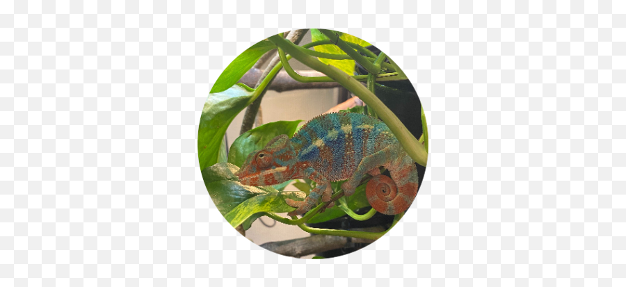 Our Team - Zephyr Recruiting Common Chameleon Emoji,Chameleon Emotions Colora