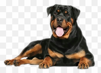 Dog Rottweiler Sticker - Rottweiler Png Emoji,Rottweiler Emoji