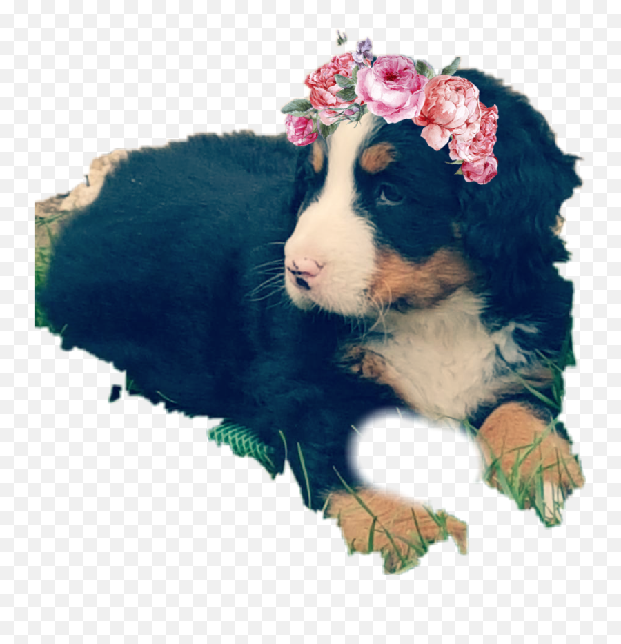 Betti Szelina Sticker - Bernese Mountain Dog Emoji,Bernese Mountain Dog Emoji