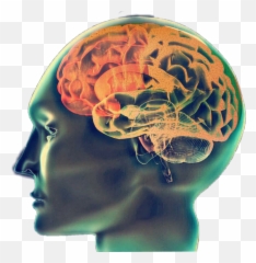 Worldrecordegg Egg Head Image - Brain Emoji,Egghead Emoji