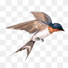 Swallow Sticker - Barn Swallow Emoji,Swallow Emoji