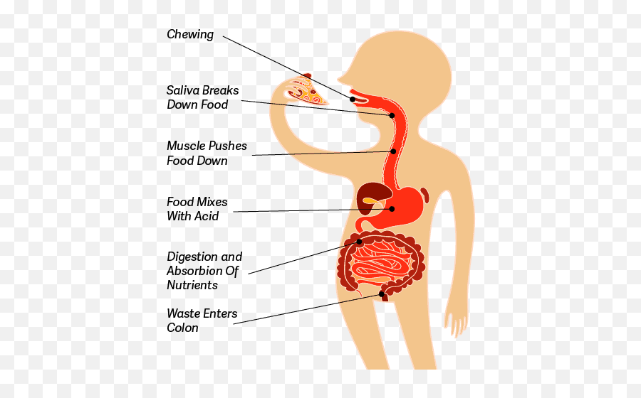 How Does My Body Digest Food - Does Food Go Through Your Body Emoji,Emoticons Muscles