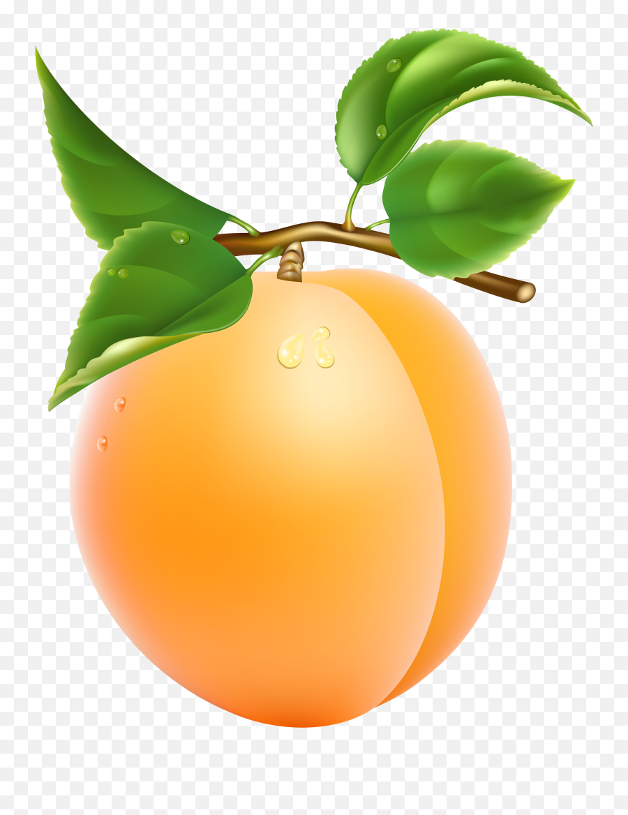 Free Peach Transparent Download Free Clip Art Free Clip - Apricot Clipart Png Emoji,Peach Emoji Png
