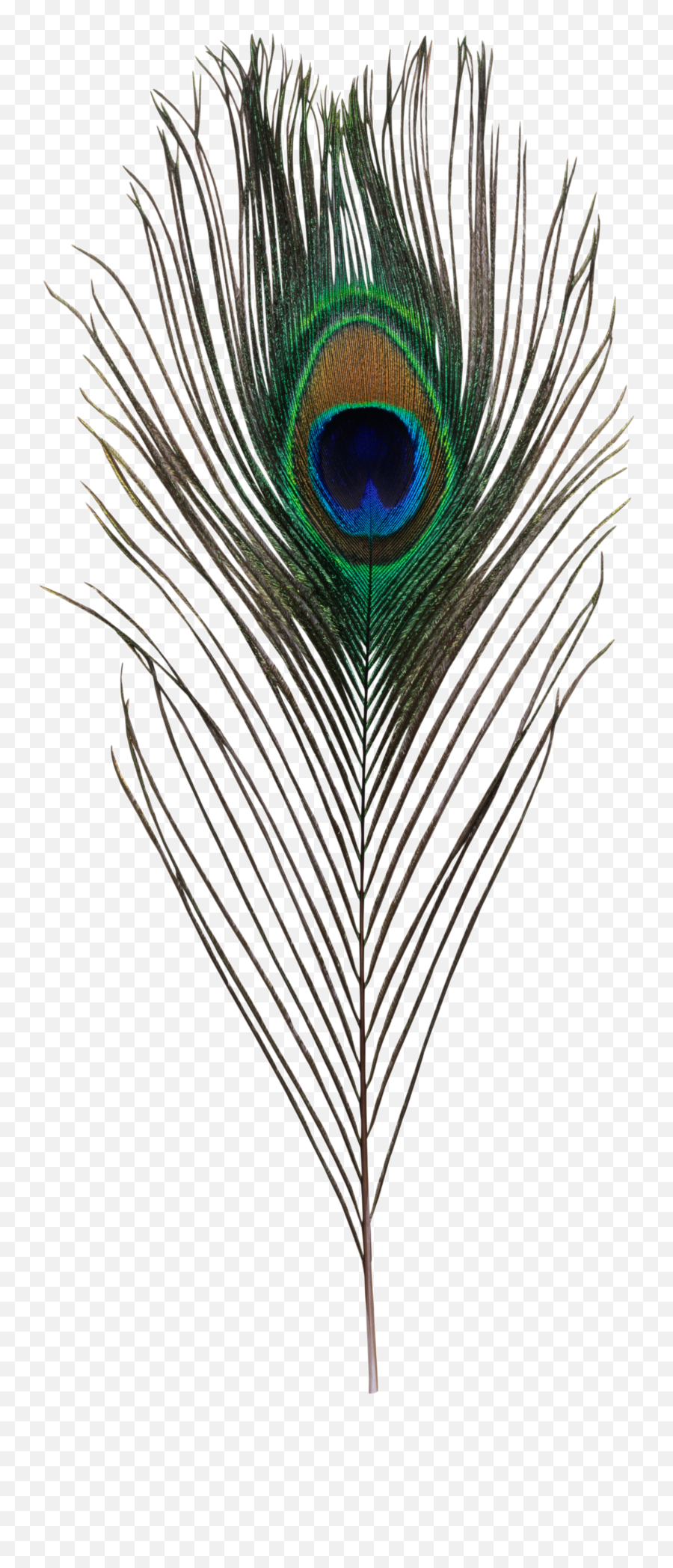 Bird Asiatic Peafowl Feather Simple Eye - Peacock Feather Transparent Background Emoji,Feather Emoji