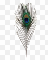 Bird Asiatic Peafowl Feather Simple Eye - Peacock Feather Transparent Background Emoji,Feather Emoji
