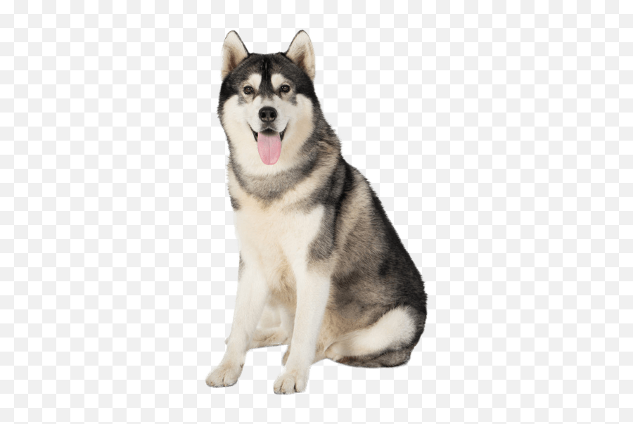 Siberian Husky Training Traits - White Siberian Husky Emoji,Husky Stages Of Emotion