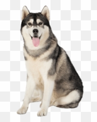 Siberian Husky Training Traits - White Siberian Husky Emoji,Husky Stages Of Emotion
