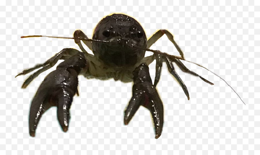 The Most Edited Crawfish Picsart - Parasitism Emoji,Crawfish Emojis