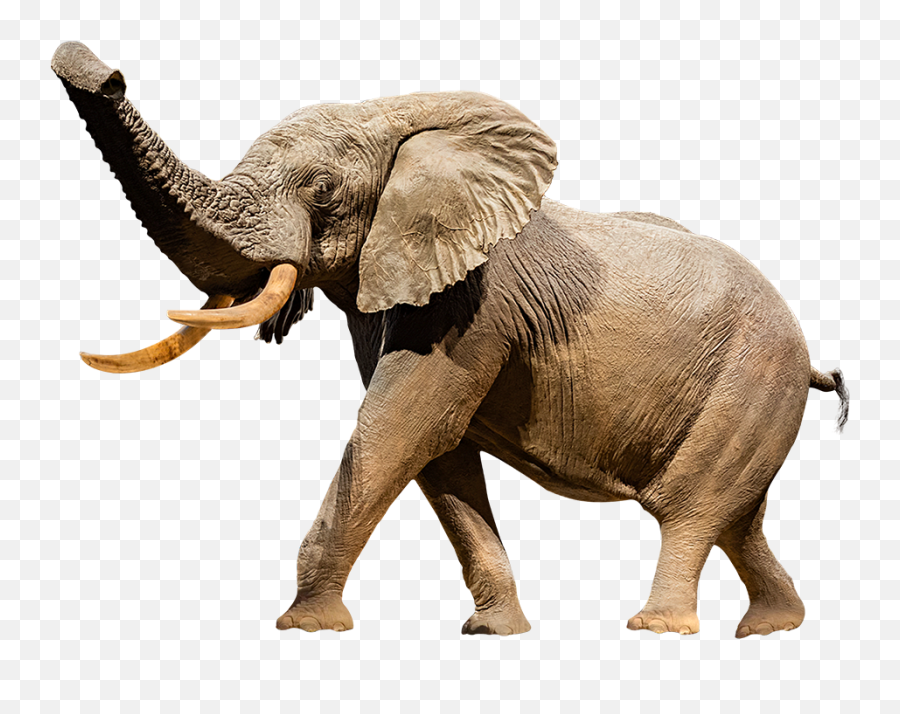 African Bush Elephant - Smithsonian National Museum Of Natural History Emoji,Quote Emotion Reason Elephant