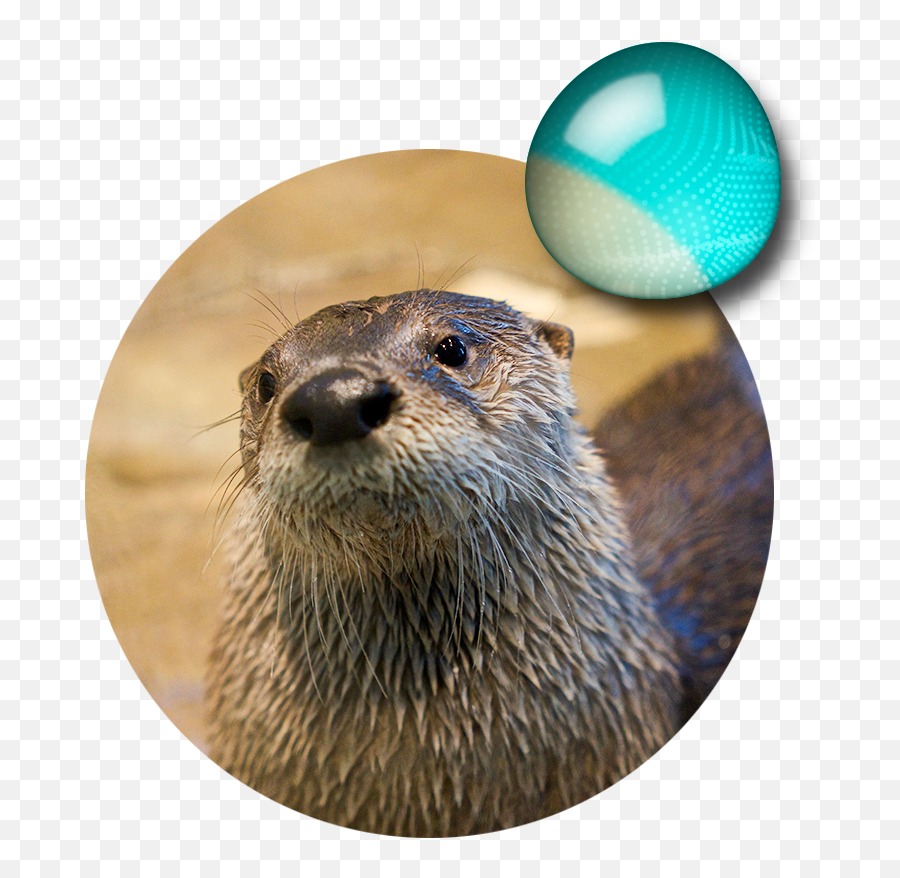 Explore - Aquarium Of The Bay Attractions Aquarium Of The Bay North American River Otter Emoji,Brain Octopus Emotions