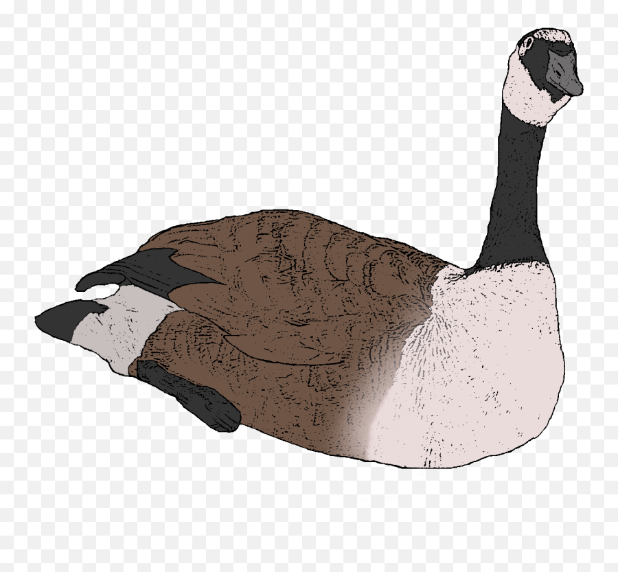 227 U2013 Canada Goose - Canada Goose Emoji,Free Emoji Printouts