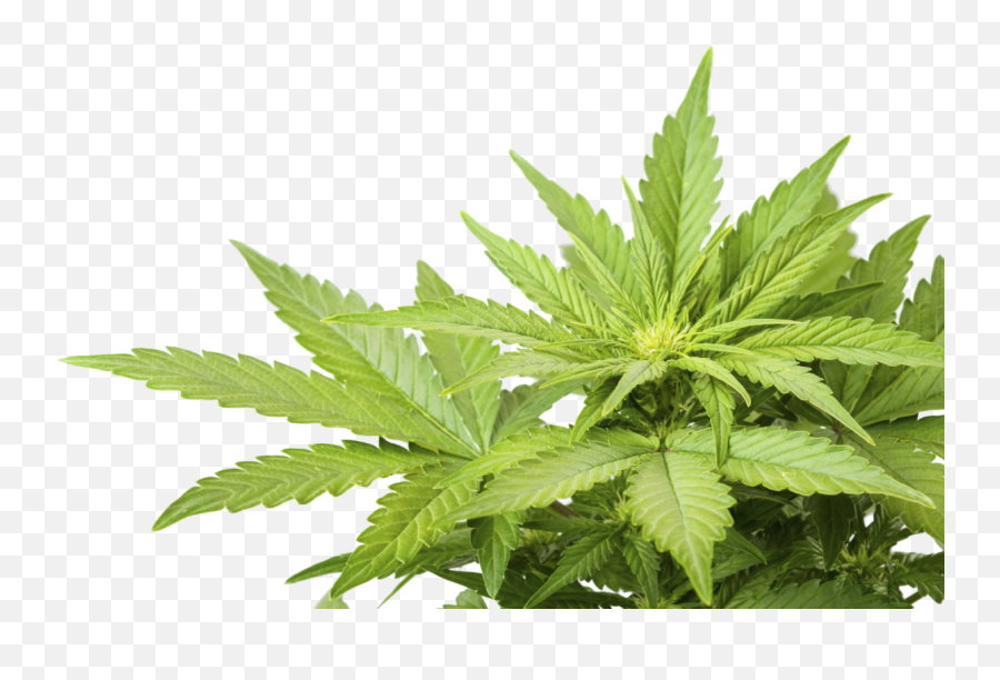 Cannabis Weed Marijuana Leaf Png - Cannabis Leaves Transparent Background Emoji,Pot Leaf Emoji