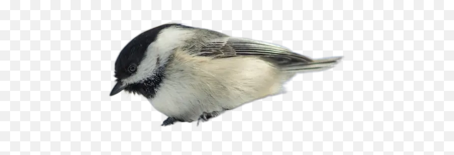 Best 1 Bird Sitting On A Branch Images Hd Free Download Emoji,Black Bird Emoji