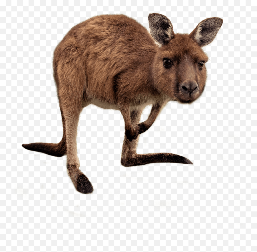 Kangaroo Png Images Free Download - Wallaby Transparent Background Emoji,Kangaroo Emoji