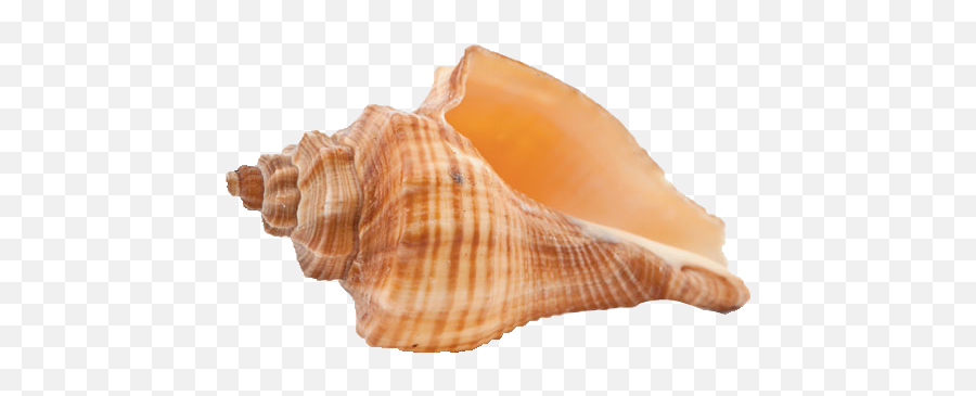 Shell Seashell Sticker - Lovely Emoji,Conch Shell Emoji