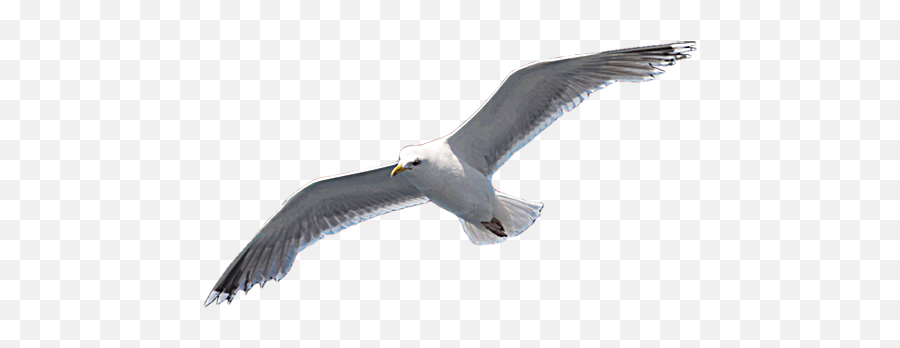 Favourite Neil Diamond Song - Caspian Gull Emoji,Emotions Destiny's Child Lyrics