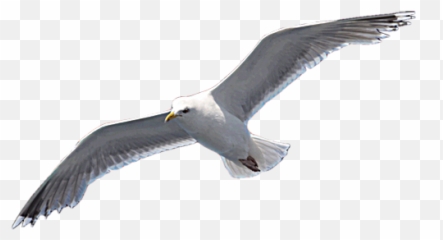 Favourite Neil Diamond Song - Caspian Gull Emoji,Emotions Destiny's Child Lyrics