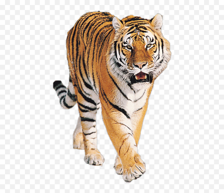 Boat Transparent Png Image User - Tiger Png Emoji,Indian Boat Tiger Emoji