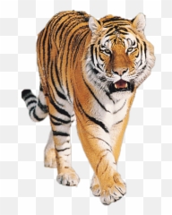 Boat Transparent Png Image User - Tiger Png Emoji,Indian Boat Tiger Emoji