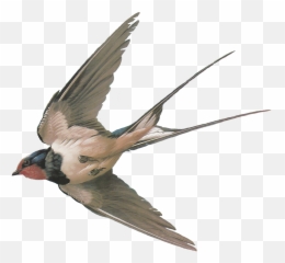 Swallow Sticker - Bird Png Emoji,Swallow Emoji