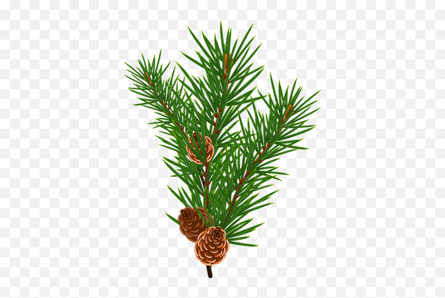 Anglické Slovíka Výber Z Možností U2013 Vieme Po Anglicky - Transparent Christmas Tree Branch Clipart Emoji,Pexeso Emotions