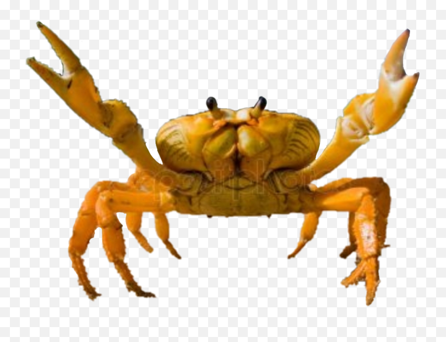 Crab Oceanlife Sticker - Cancer Emoji,Crab Emoji
