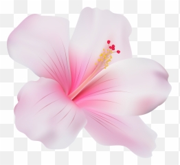 Hawaii Clipart Pink Hibiscus Flower - Pink Hibiscus Flower Transparent Emoji,Hibiscus Emoji