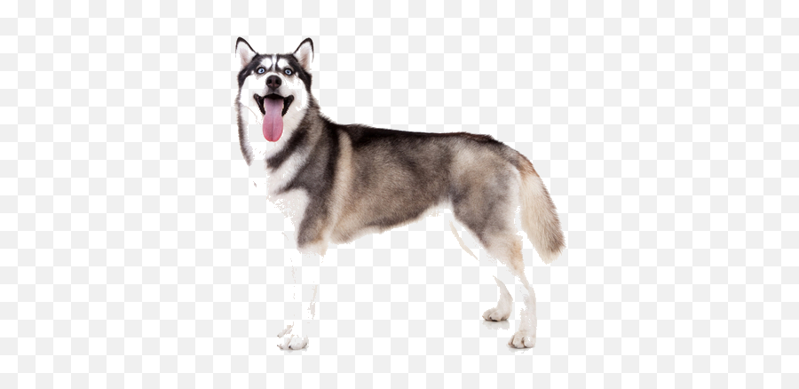 Siberian Husky Facts And Information - Sable Coat Siberian Husky Emoji,Husky Stages Of Emotion