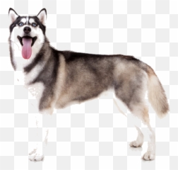 Siberian Husky Facts And Information - Sable Coat Siberian Husky Emoji,Husky Stages Of Emotion