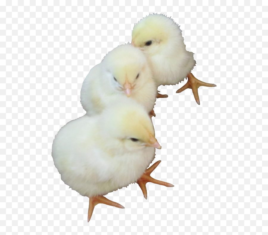 Baby Chick Png - Chicken Png Download Baby Chick Png Baby Chicks Transparent Background Emoji,Baby Bird Egg Emoji